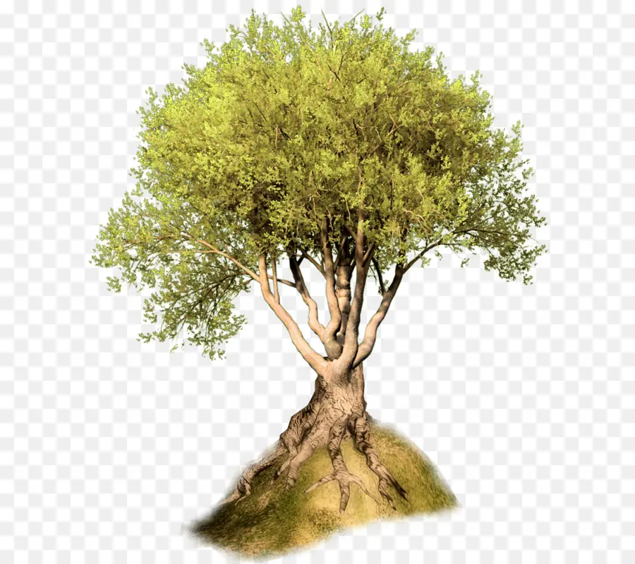 Arbre，Feuilles PNG