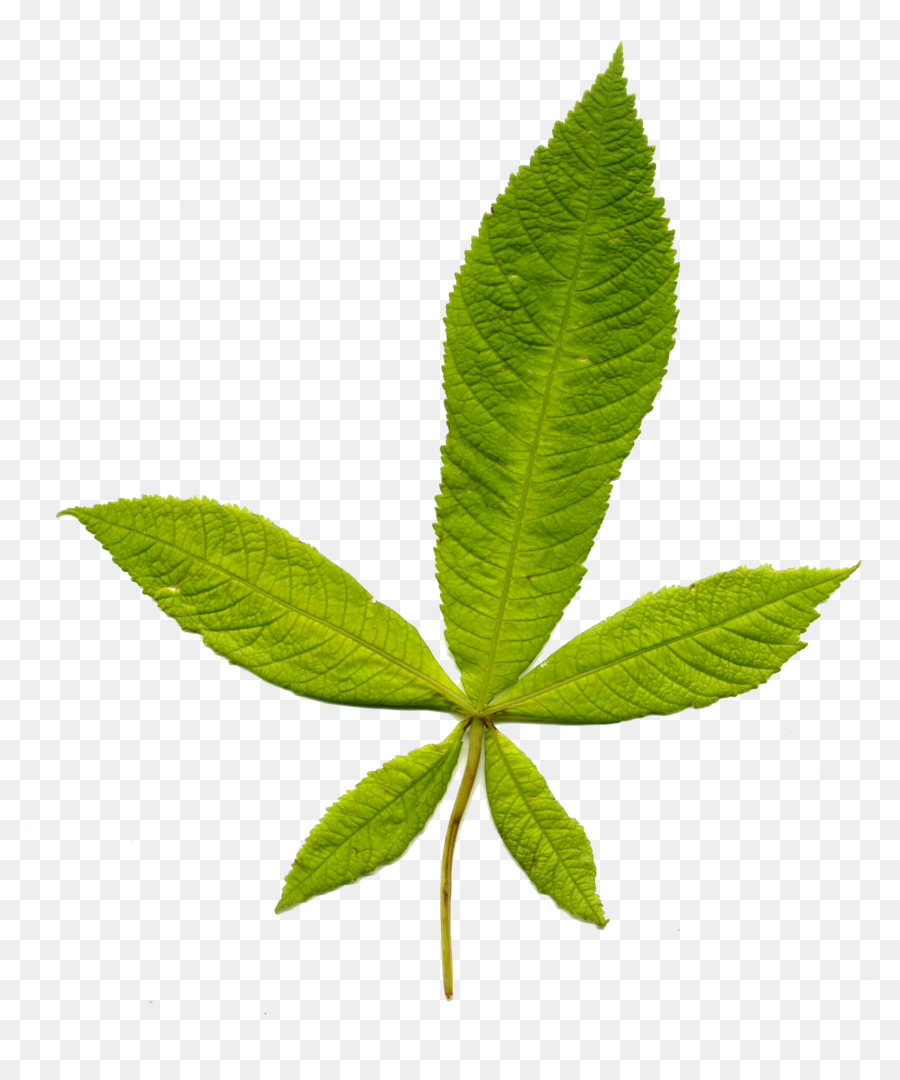 Feuille，Tige De La Plante PNG