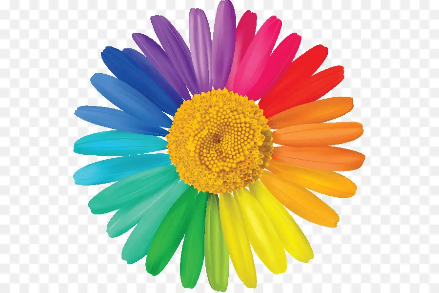 Fleur Arc En Ciel，Coloré PNG