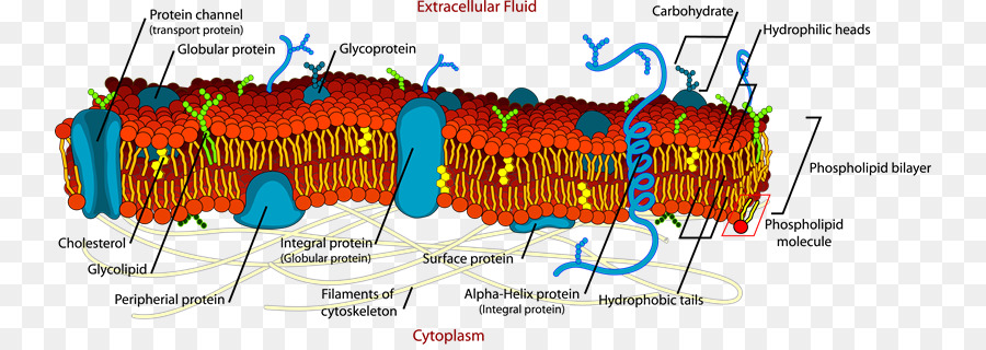 Membrane Cellulaire，Structure PNG