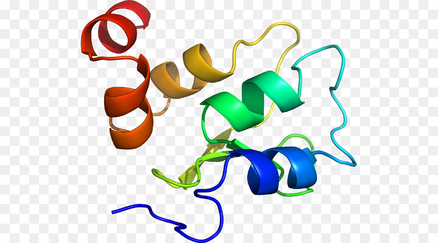 Structure Des Protéines，Biologie PNG