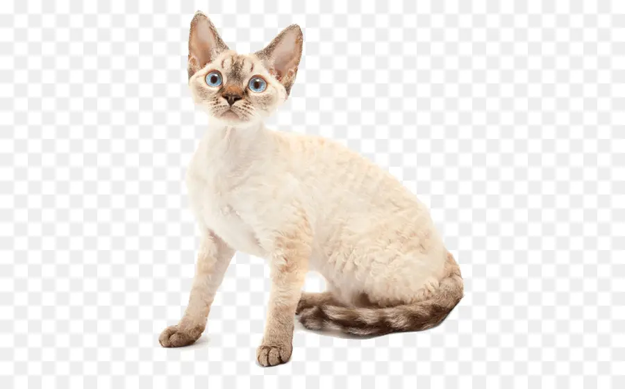 Chat Sans Poils，Animal De Compagnie PNG