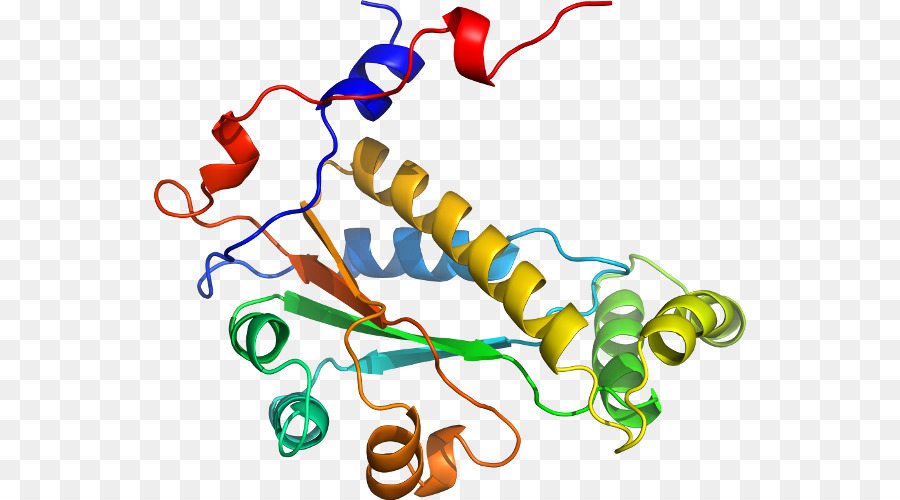 Structure Des Protéines，Biologie PNG