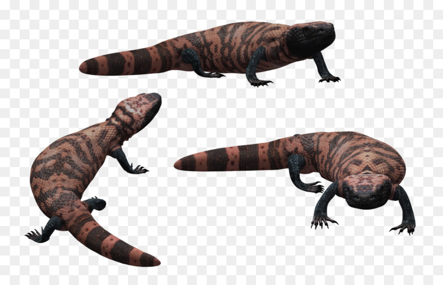 Lézard，Reptile PNG