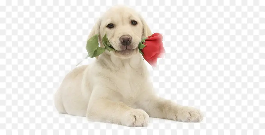 Chiot Avec Rose，Chien PNG