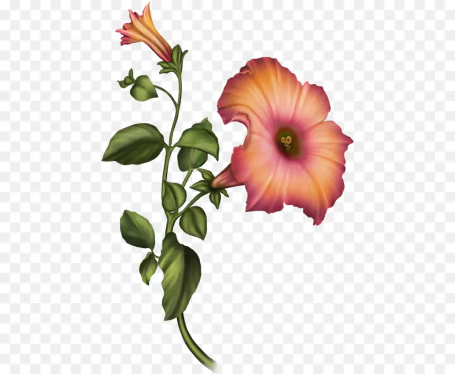 Design Floral，Les Fleurs Coupées PNG