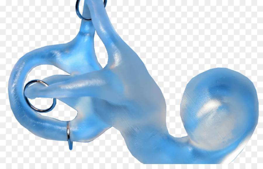 Moule D'oreille Bleu，Audience PNG