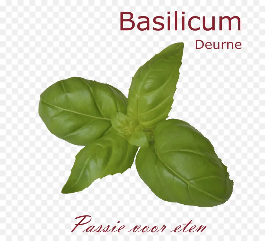 Feuilles De Basilic，Usine PNG