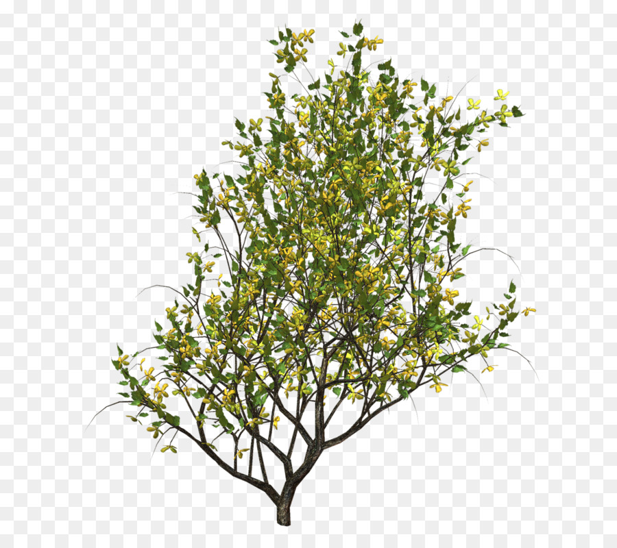 Arbre，Feuilles PNG