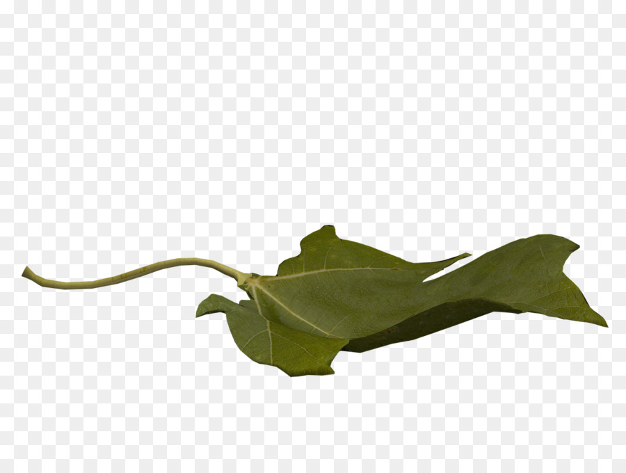 Feuille，Vol PNG