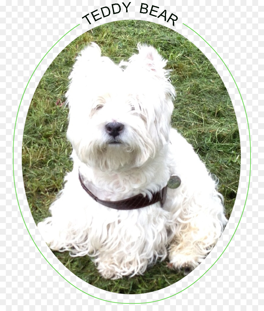 Glen，West Highland White Terrier PNG