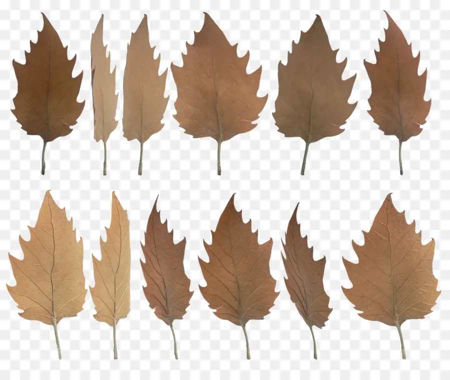 Feuilles Brunes，Automne PNG