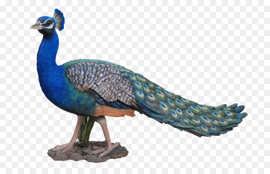 Oiseau，Pavo PNG