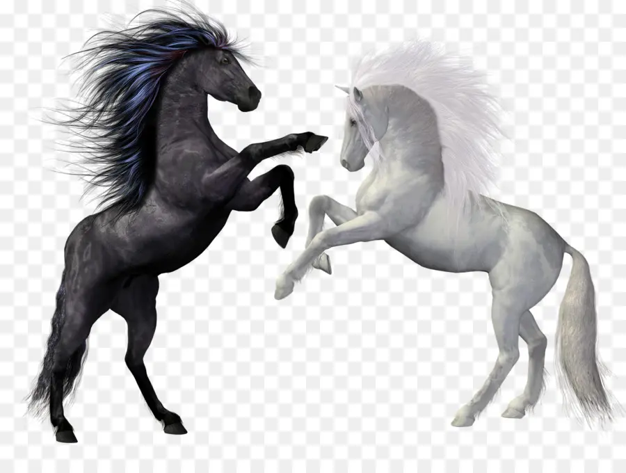 Chevaux，Cheval Noir PNG