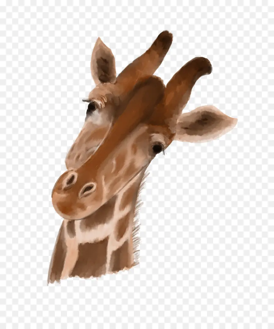 Girafe，Long Cou PNG