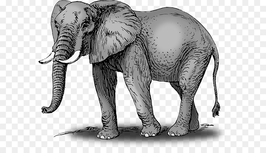 Éléphant De Savane D Afrique，Dessin PNG