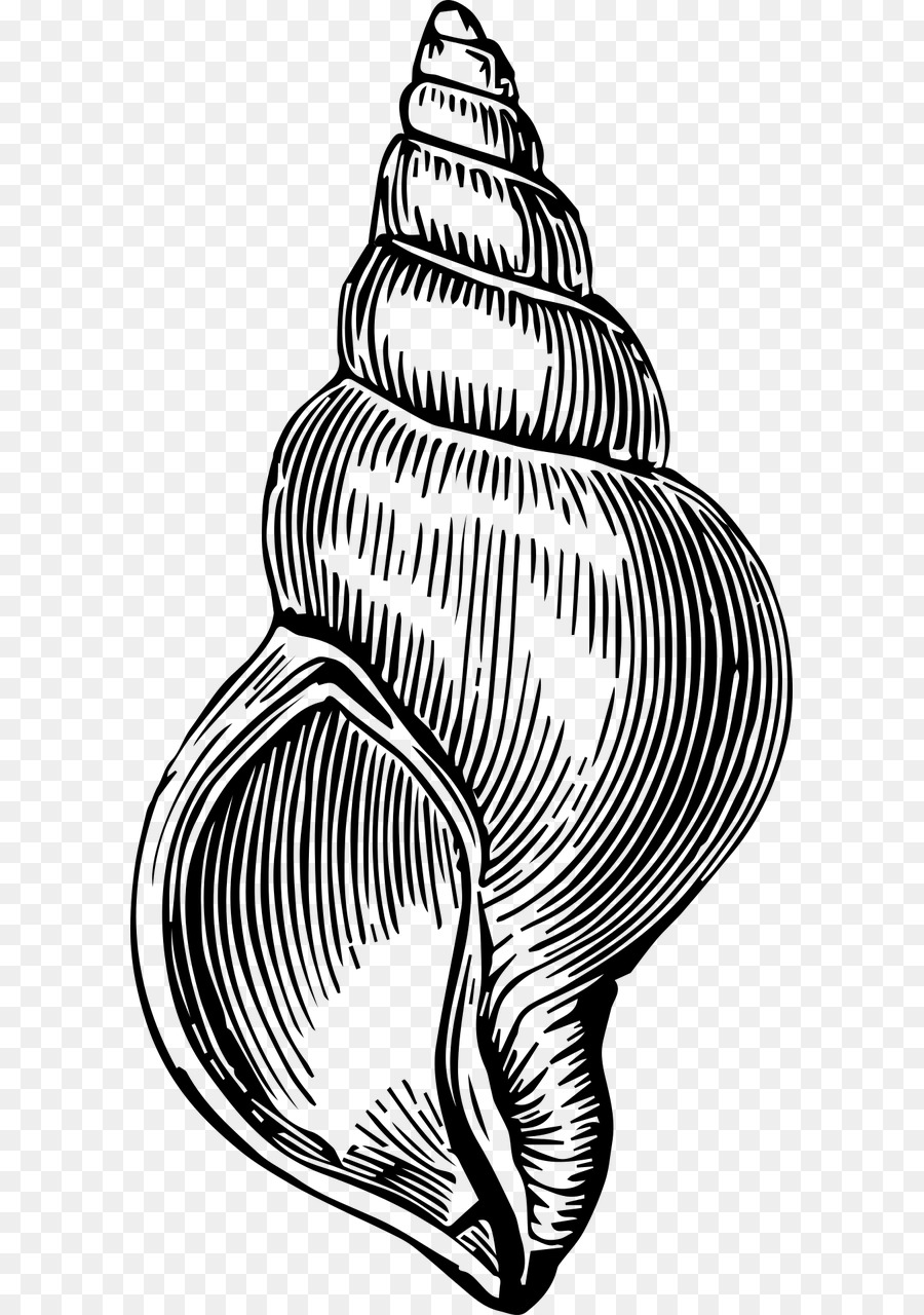 Coquillage Noir Et Blanc Dessin Png Coquillage Noir Et Blanc Dessin Transparentes Png Gratuit