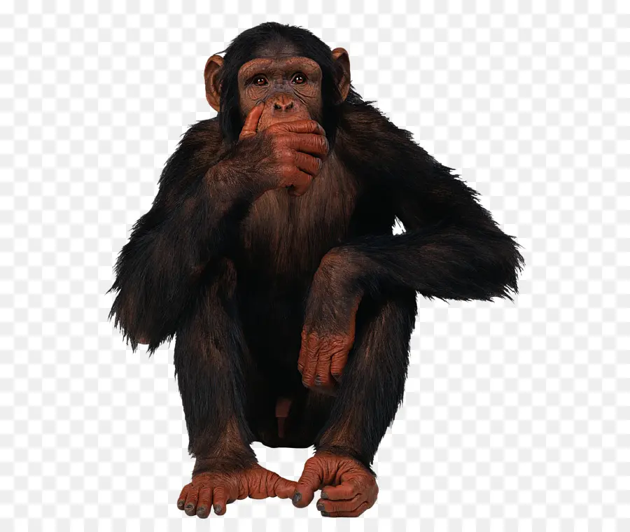 Chimpanzé Commun，Singe PNG