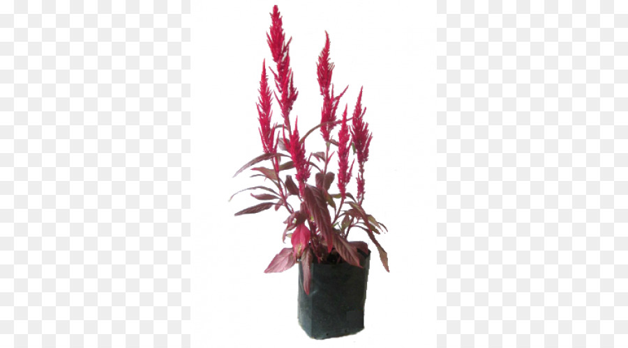 Plante D Intérieur，Flowerpot PNG