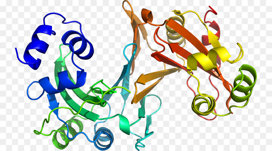 Hélice Protéique，Molécule PNG