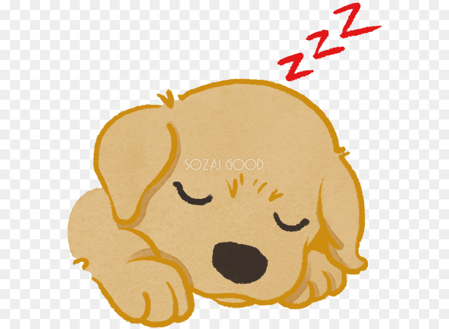 Golden Retriever，Le Labrador Retriever PNG