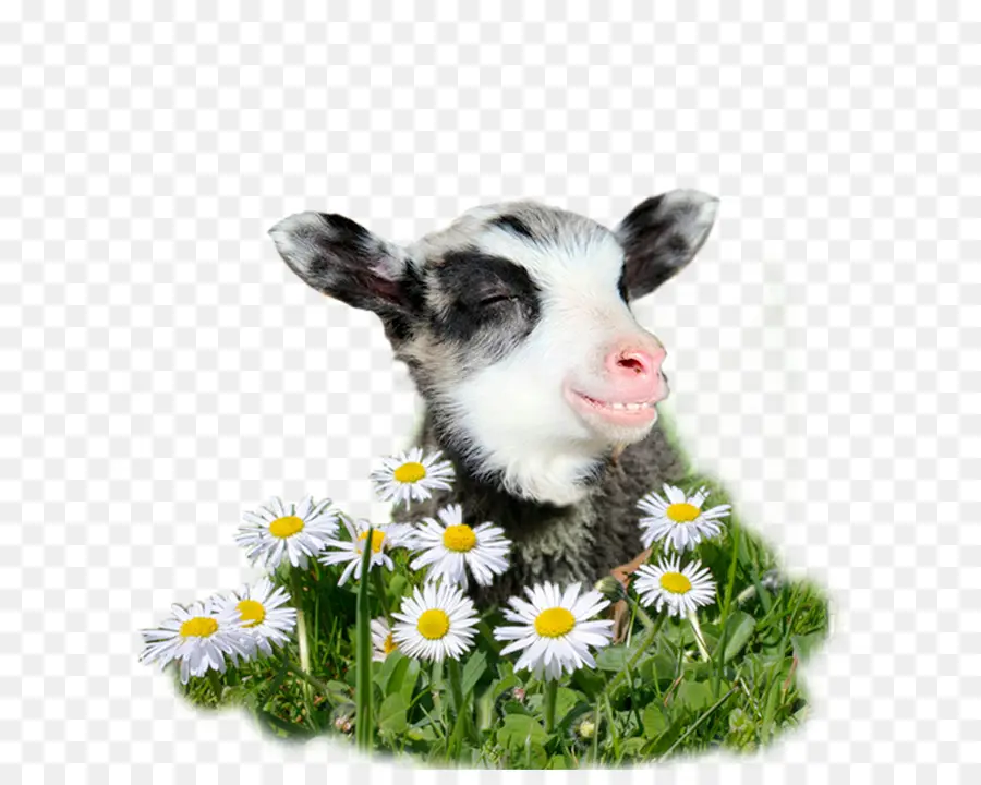 Chèvre Mignonne，Fleurs PNG