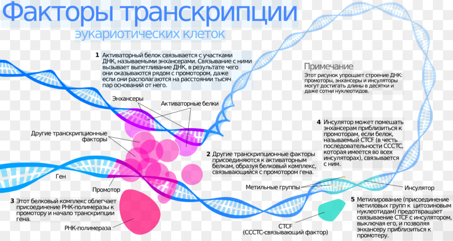 Facteur De Transcription，La Transcription PNG