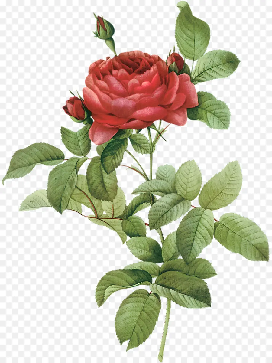 Rose Française，Les Illustrations Botaniques PNG