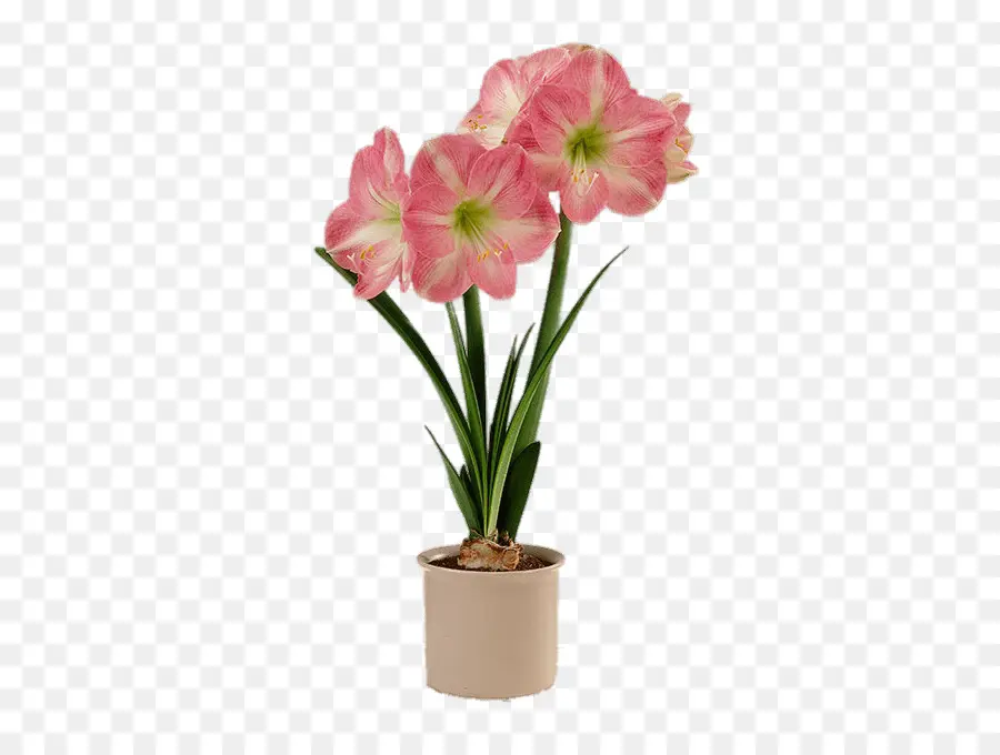 Amaryllis，Flowerpot PNG