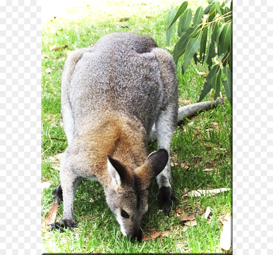 Wallaby De Réserve，Kangourou PNG