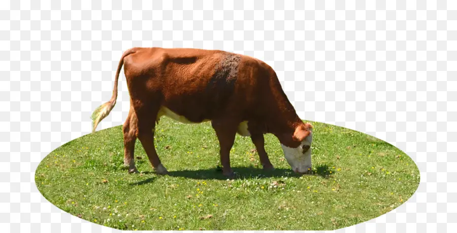 Vache Brune，Herbe PNG