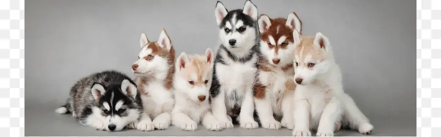 Chiots Husky，Groupe PNG