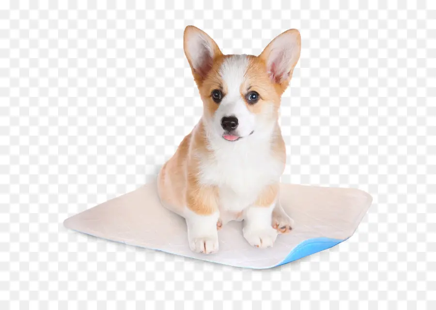 Chiot，Chien PNG