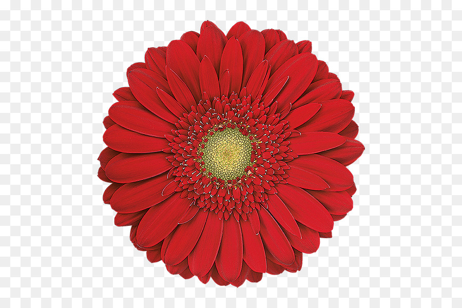 Fleur Rouge，Fleur PNG