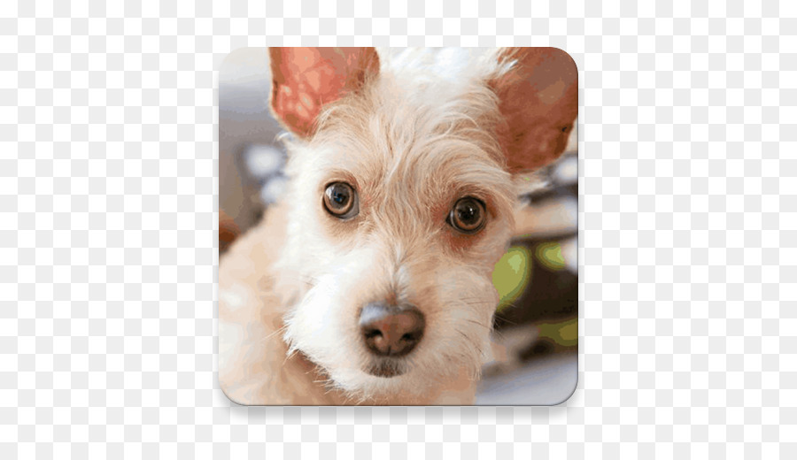 Schnoodle，Chiot PNG