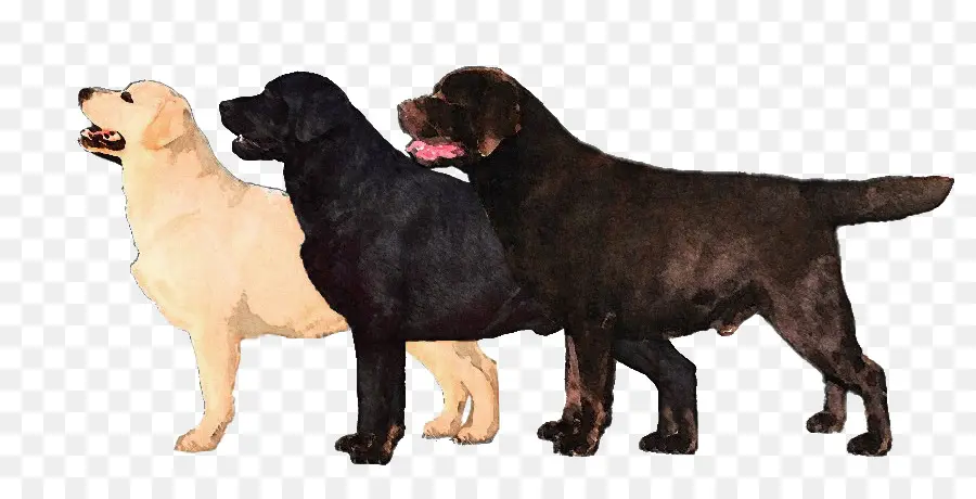 Trois Chiens，Noir PNG