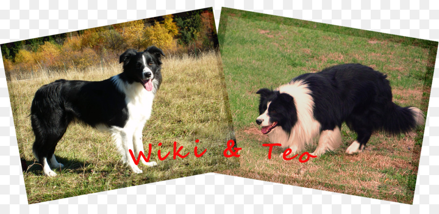 Border Collie，Gorczańska Oasis PNG