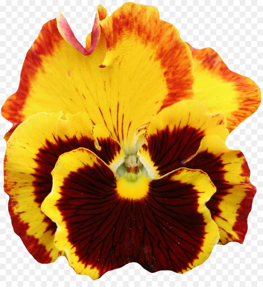 Pensée, Fleur, Orange PNG - Pensée, Fleur, Orange transparentes | PNG  gratuit