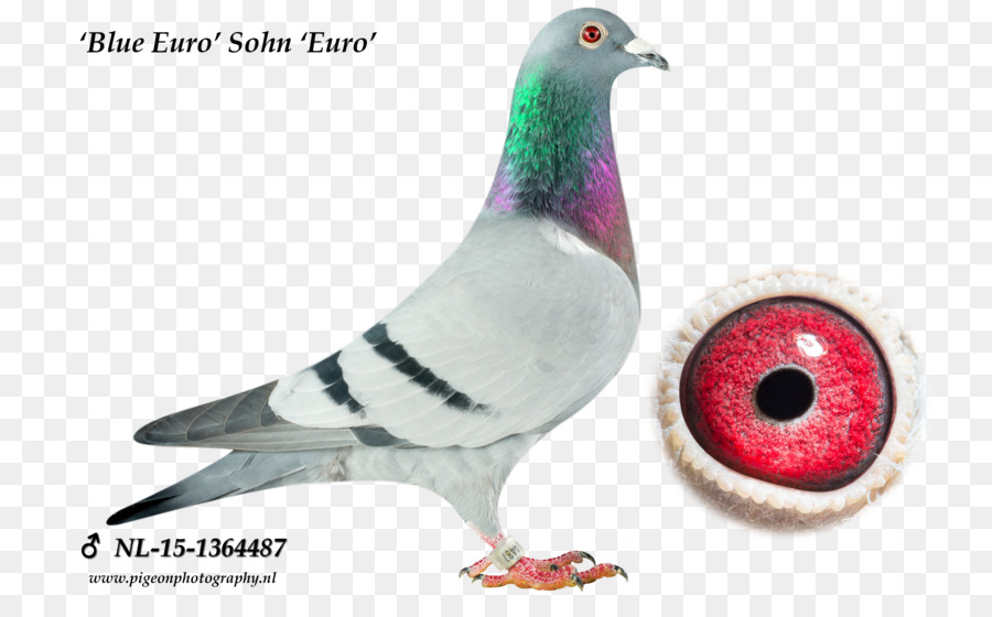 Columbidae，Pigeon Voyageur PNG