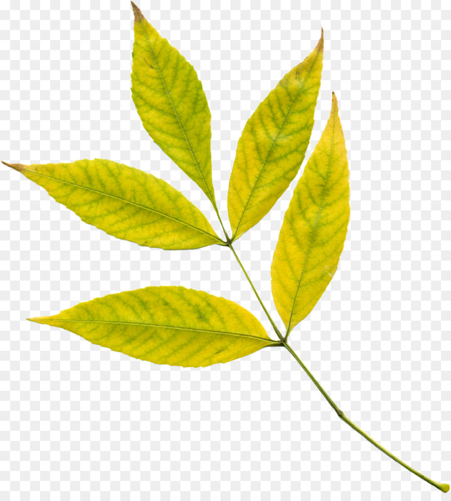 Feuille Jaune，Automne PNG