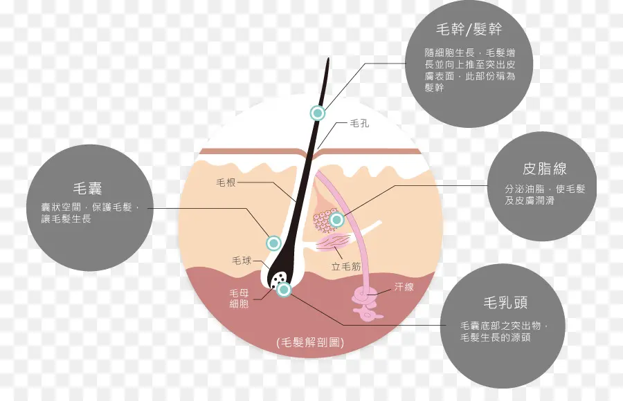 Diagramme Du Follicule Pileux，Cheveux PNG