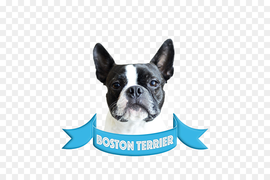 Terrier De Boston，Bouledogue Français PNG