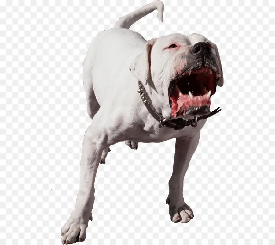 Chien Blanc，Animal De Compagnie PNG