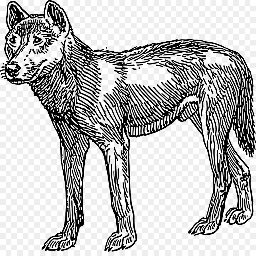 Loup，Canin PNG