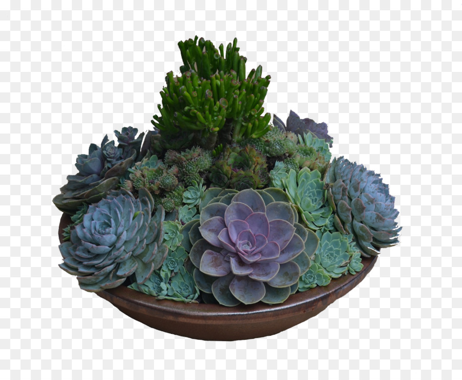 Plantes Succulentes，Cactus PNG