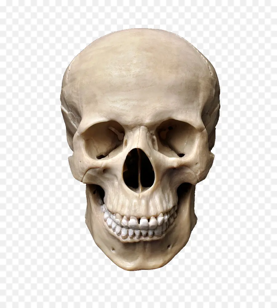 Crâne，La Photographie De Stock PNG