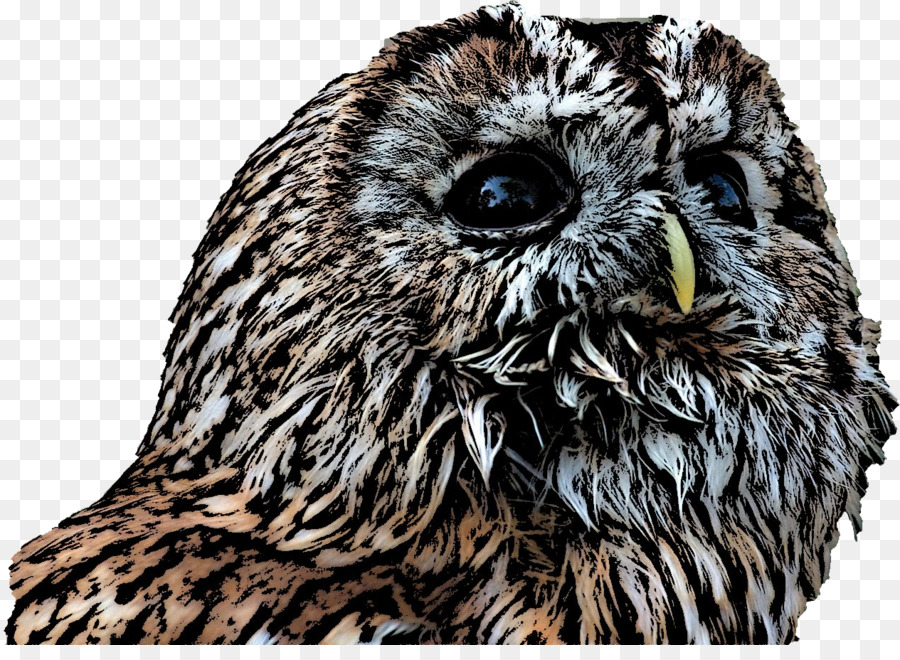 Hibou，Yeux PNG