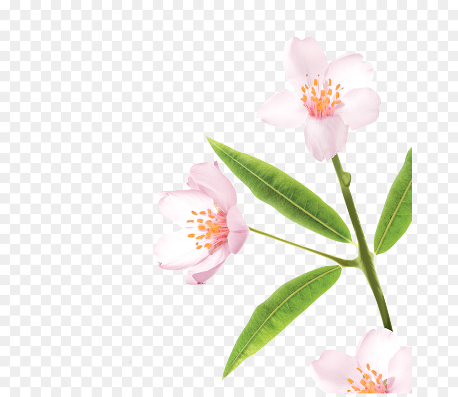 Camellia Sasanqua，Rose M PNG