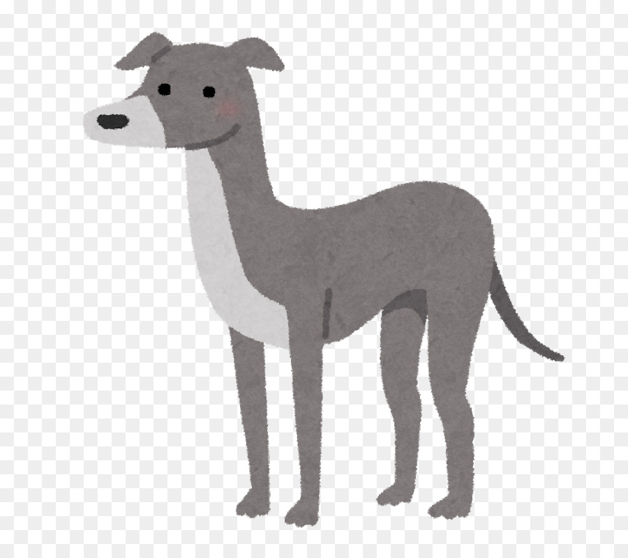 Petit Lévrier Italien，Greyhound PNG