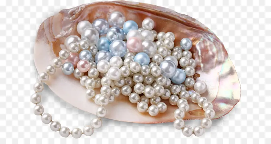 Perles，Coquille PNG